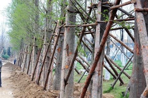 種樹間距|栽植作業(全國種樹諮詢中心)